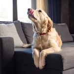Sådan undgår du at din hund bruger sofaen